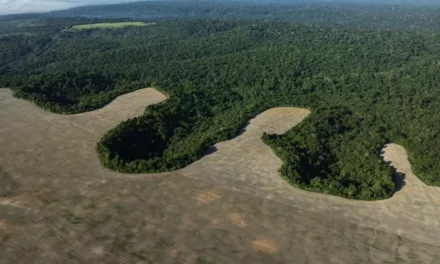 Brasil perde 111,7 milhões de hectares de áreas naturais em 40 anos, revela MapBiomas