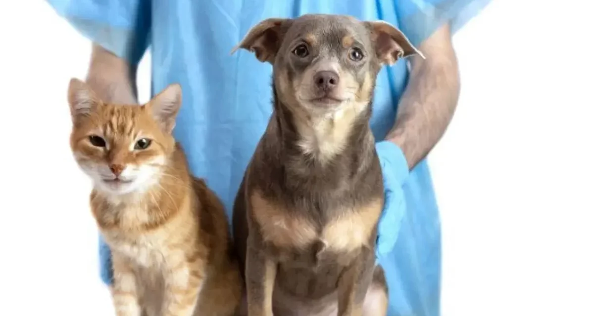 Agosto Caramelo celebra a marca de mais de 270 mil animais microchipados em Minas Gerais