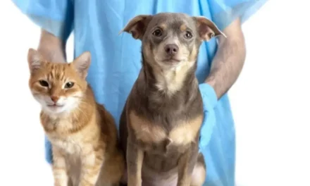 Agosto Caramelo celebra a marca de mais de 270 mil animais microchipados em Minas Gerais