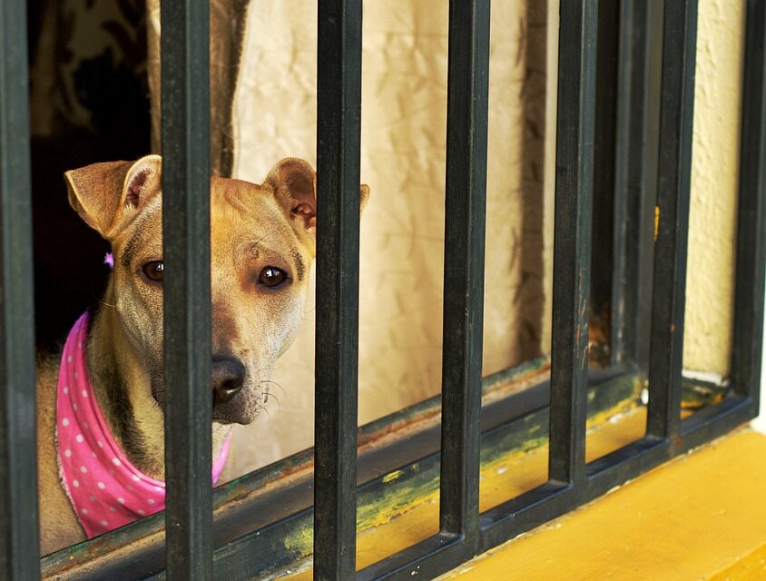 Mulher de 60 anos é condenada por maus-tratos a 13 cães em Formiga