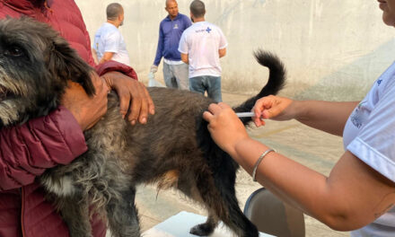 Campanha de vacinação contra a raiva em cães e gatos é iniciada em Minas Gerais