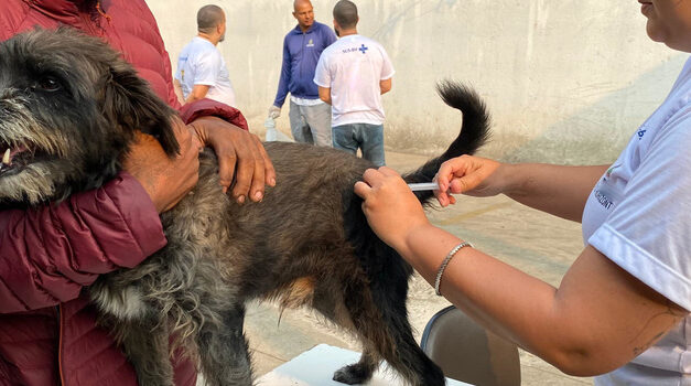 Campanha de vacinação contra a raiva em cães e gatos é iniciada em Minas Gerais