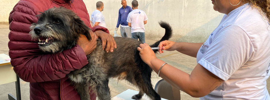 Campanha de vacinação contra a raiva em cães e gatos é iniciada em Minas Gerais