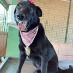 Codevida disponibiliza cães resgatados para adoção responsável em Formiga