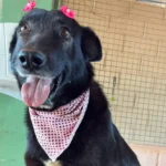 Codevida disponibiliza cães resgatados para adoção responsável em Formiga