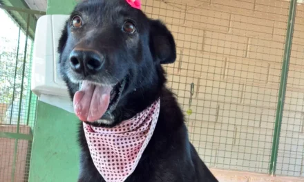 Codevida disponibiliza cães resgatados para adoção responsável em Formiga