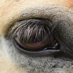 Cavalo é mutilado em Bananal e polícia investiga se animal estava vivo durante agressão