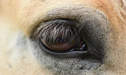 Cavalo é mutilado em Bananal e polícia investiga se animal estava vivo durante agressão