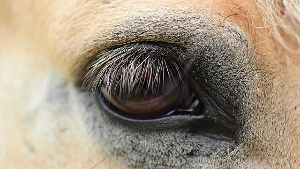 Cavalo é mutilado em Bananal e polícia investiga se animal estava vivo durante agressão