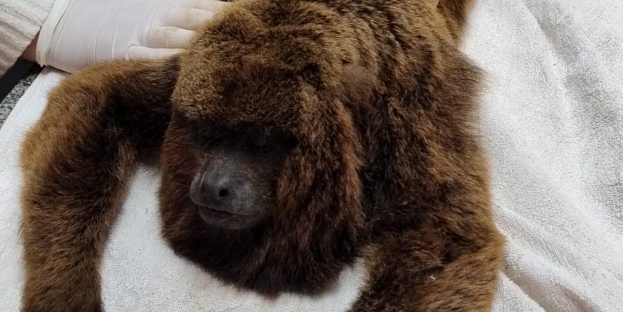 Macaco bugio e águia-cinzenta são resgatados pelo Corpo de Bombeiros em Juiz de Fora