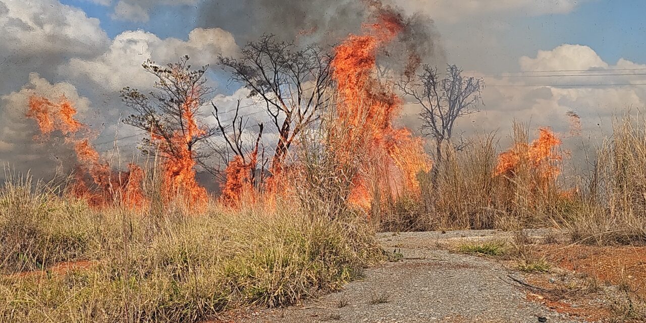 Fogo em vegetação mobiliza bombeiros na BR-354 entre Formiga e Arcos