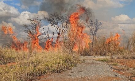 Fogo em vegetação mobiliza bombeiros na BR-354 entre Formiga e Arcos