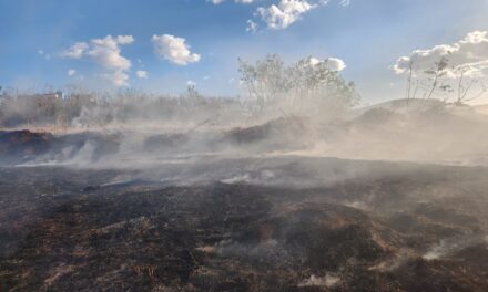 Formiga: fogo em vegetação exige 2 mil litros de água para contenção