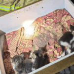 Incêndio destrói casa em Sabará; bombeiros resgatam homem e cinco filhotes de gato