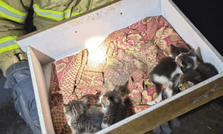 Incêndio destrói casa em Sabará; bombeiros resgatam homem e cinco filhotes de gato