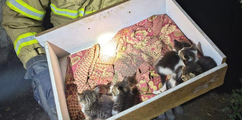 Incêndio destrói casa em Sabará; bombeiros resgatam homem e cinco filhotes de gato