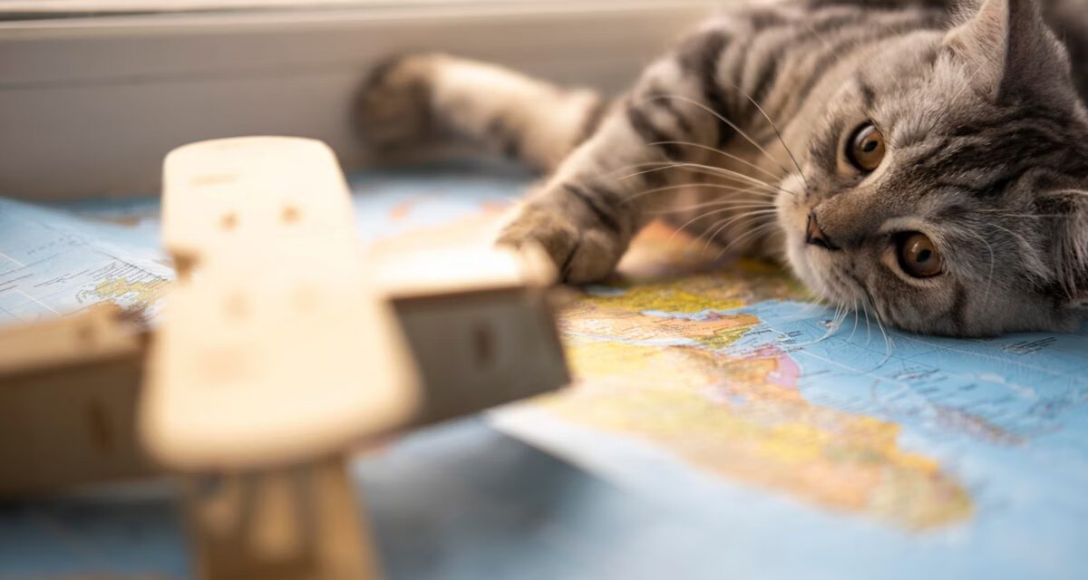 Dia Internacional do Gato celebra a história e a evolução da relação dos felinos com os humanos