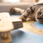 Dia Internacional do Gato celebra a história e a evolução da relação dos felinos com os humanos