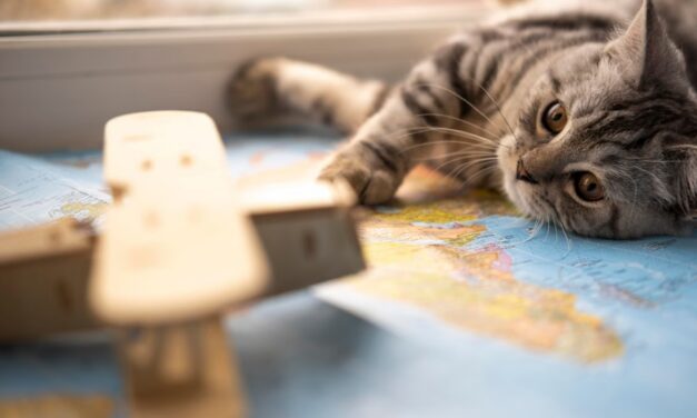 Dia Internacional do Gato celebra a história e a evolução da relação dos felinos com os humanos