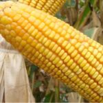 Triângulo se destaca na produção de milho  