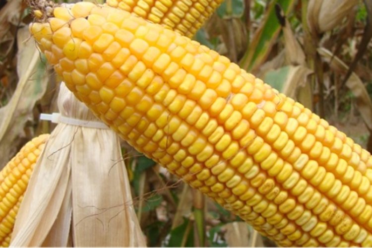 Triângulo se destaca na produção de milho  