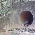 Câmeras flagram animais silvestres usando passagens subterrâneas na MG-050