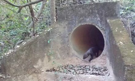 Câmeras flagram animais silvestres usando passagens subterrâneas na MG-050