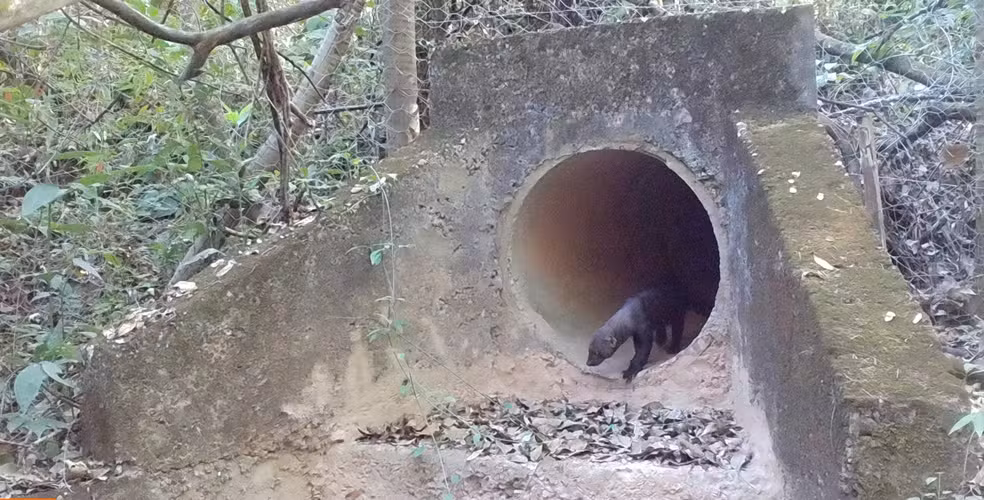Câmeras flagram animais silvestres usando passagens subterrâneas na MG-050
