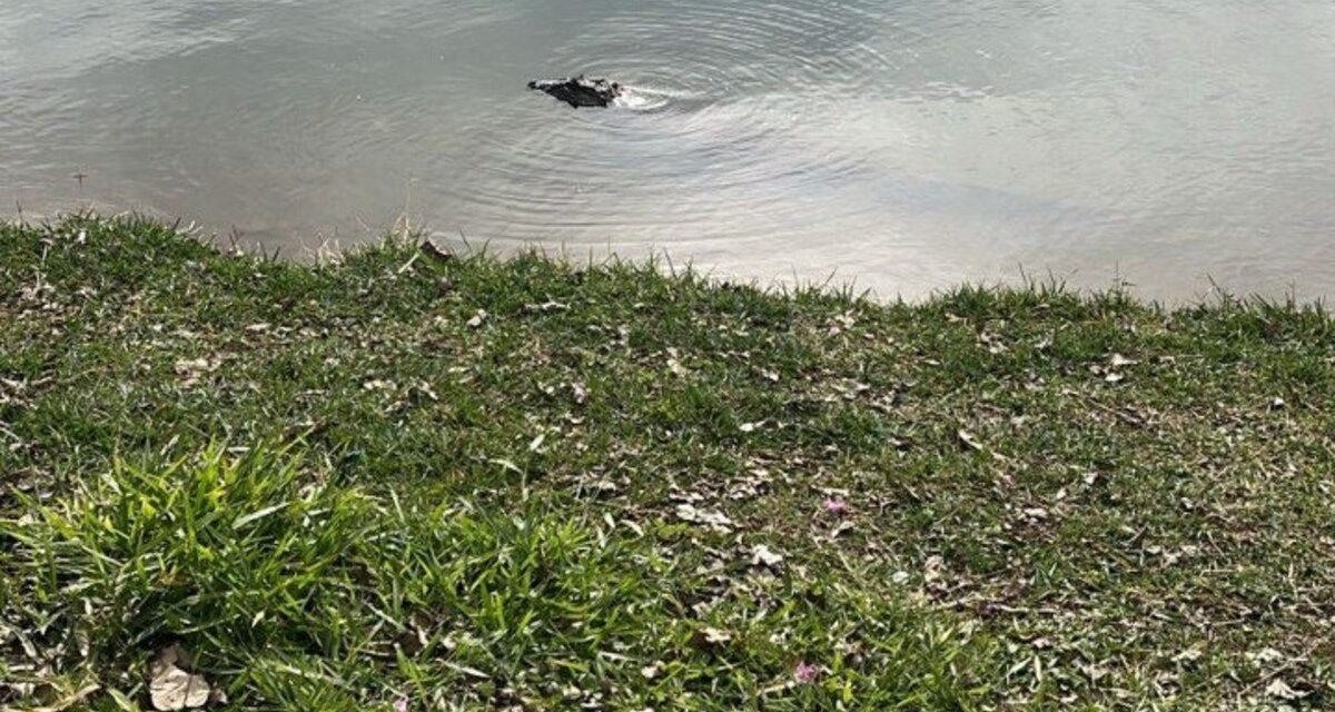 Jacaré é flagrado com arpão cravado em lagoa na Grande BH e mobiliza operação de resgate