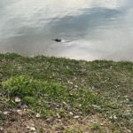 Jacaré é flagrado com arpão cravado em lagoa na Grande BH e mobiliza operação de resgate