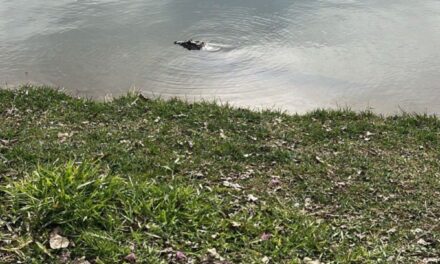 Jacaré é flagrado com arpão cravado em lagoa na Grande BH e mobiliza operação de resgate