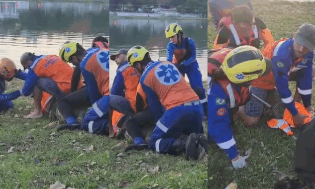 Após três dias de monitoramento, jacaré é resgatado em Lagoa da Grande BH