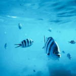 Peixes também sentem sede? Veja como eles lidam com a água