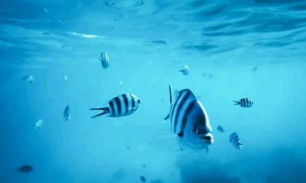 Peixes também sentem sede? Veja como eles lidam com a água