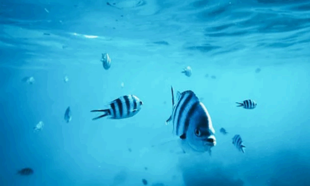 Peixes também sentem sede? Veja como eles lidam com a água