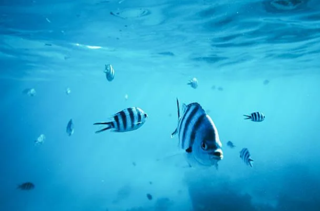 Peixes também sentem sede? Veja como eles lidam com a água