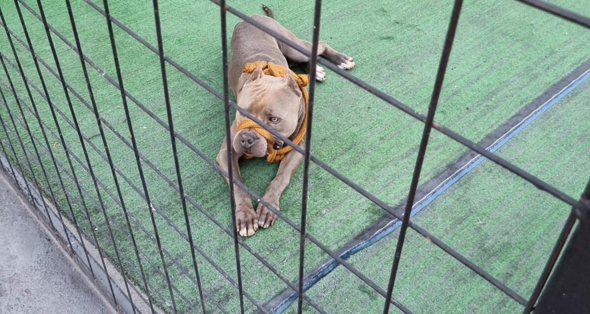 Cão agressivo é contido pelo Corpo de Bombeiros em Formiga
