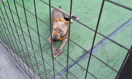 Cão agressivo é contido pelo Corpo de Bombeiros em Formiga