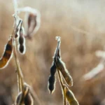 Cadeia da soja e biodiesel deve impulsionar PIB em 2025, apontam estudos