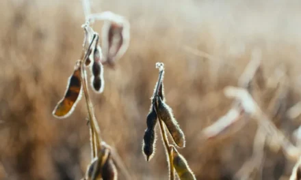 Cadeia da soja e biodiesel deve impulsionar PIB em 2025, apontam estudos