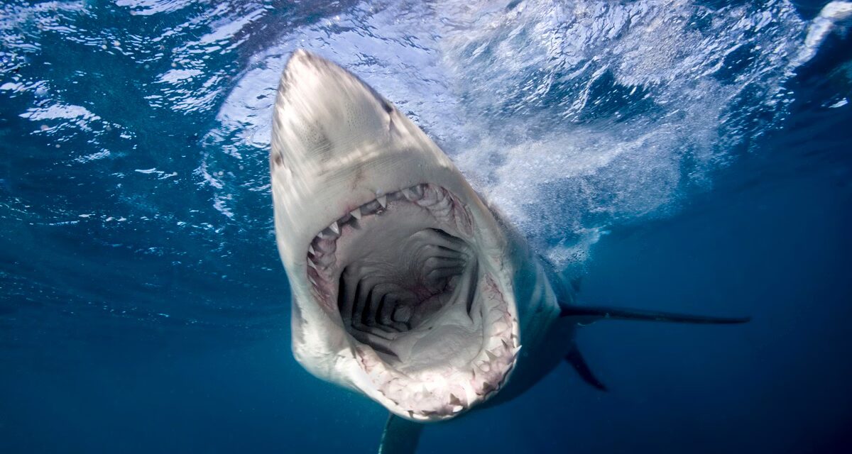 Tubarões sofrem com dentes mais frágeis devido à acidificação dos oceanos