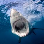 Tubarões sofrem com dentes mais frágeis devido à acidificação dos oceanos