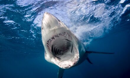 Tubarões sofrem com dentes mais frágeis devido à acidificação dos oceanos