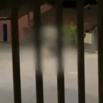 Policia Civil abre investigação contra caso de zoofilia em Itapecerica MG