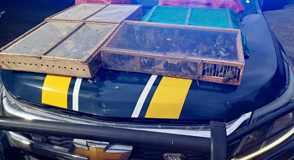 Mais de mil aves silvestres são resgatadas de tráfico ilegal no Rio de Janeiro