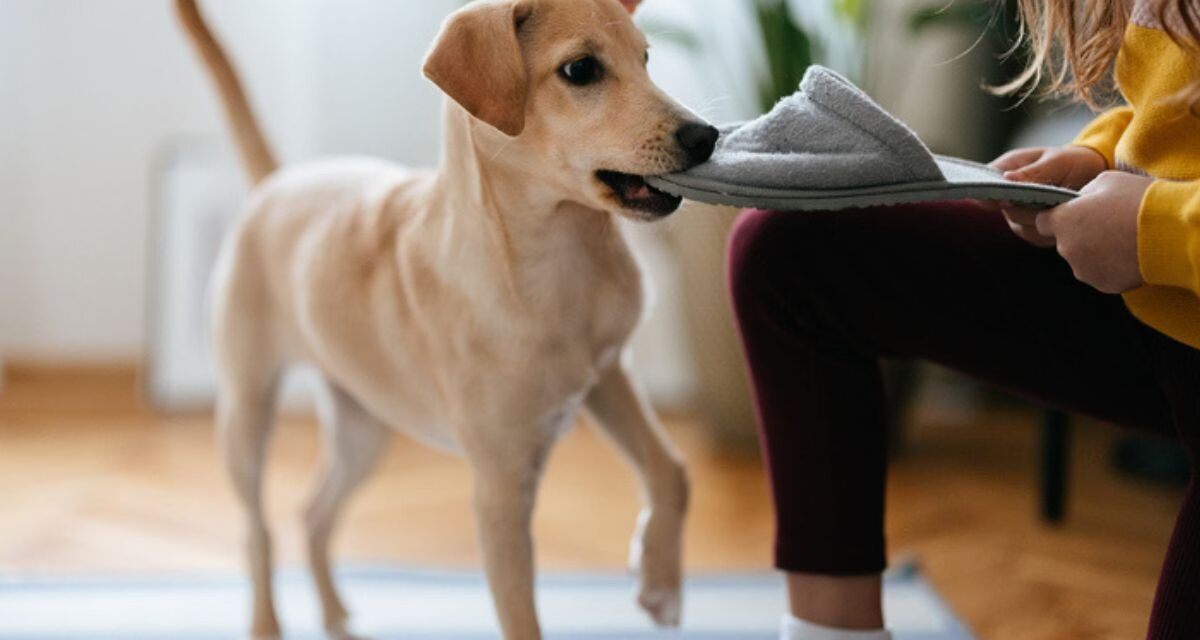 Especialistas explicam causas e soluções para comportamento destrutivo em cães
