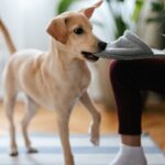 Especialistas explicam causas e soluções para comportamento destrutivo em cães