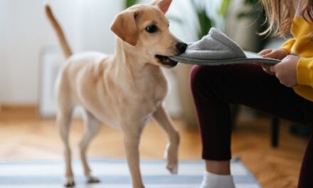 Especialistas explicam causas e soluções para comportamento destrutivo em cães