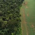 Ibama exige padronização nacional da Autorização de Supressão de Vegetação por estados e DF