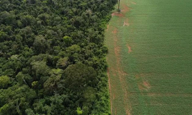 Ibama exige padronização nacional da Autorização de Supressão de Vegetação por estados e DF